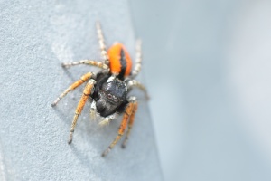 Spinne