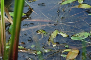 Frosch