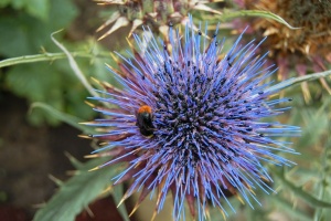 Blüte