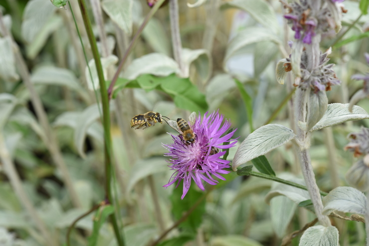Bild: Das Bild zeigt eine lila Blüte der Wiesen-Flockenblume. Eine Biene sitzt darauf und eine zweite fliegt darauf zu.